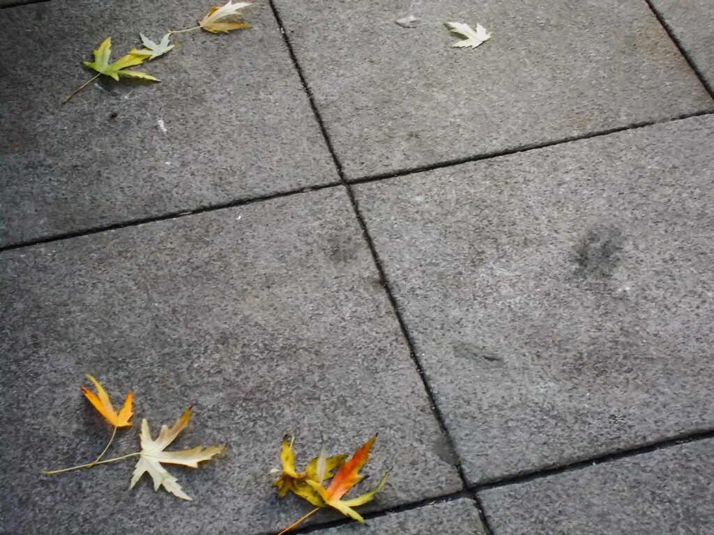 散ってしまえば…捨ててしまえば…それまでの事…