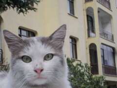 近所の野良ちゃん…いわゆる雑種…