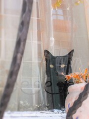 窓辺の黒猫～