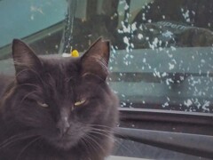 黒猫の神秘とか…畏敬とか…