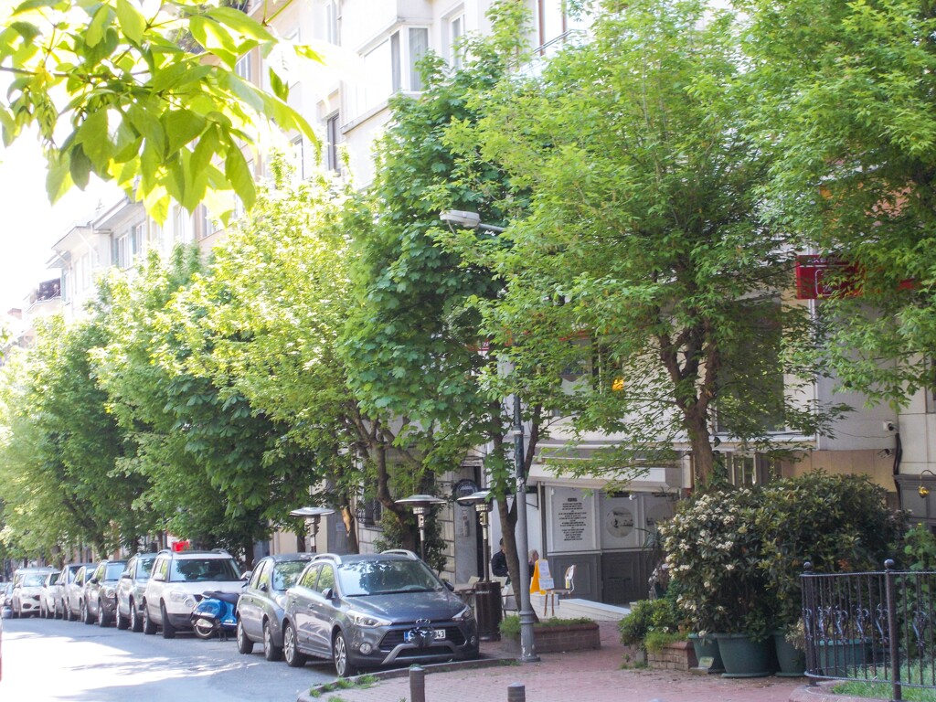 新緑が眩しい住宅街の街路樹～☆＊