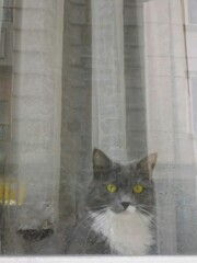 穴あきカーテンの犯人は…？