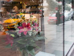 画廊の赤い花～