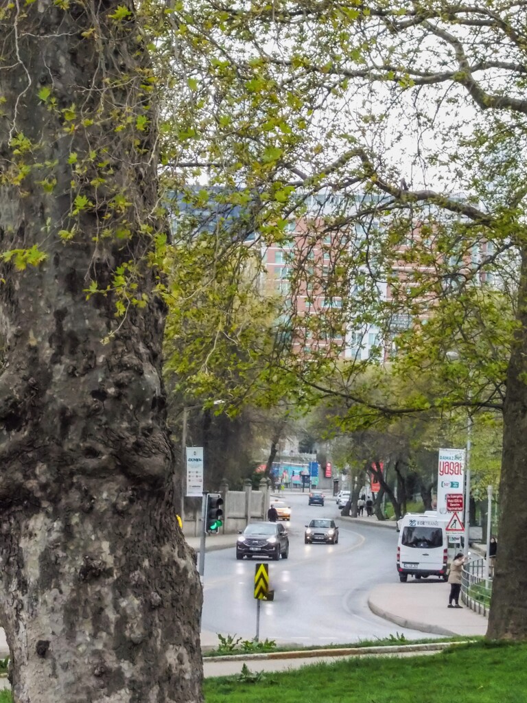 朝～　目覚めたそれぞれの命達～