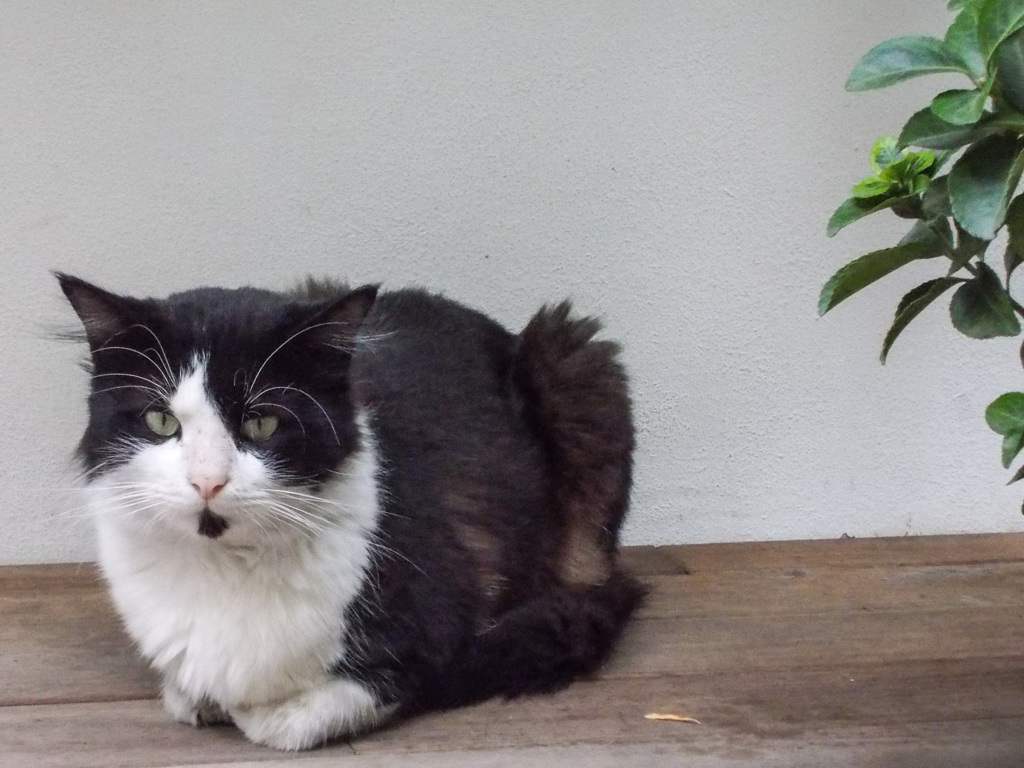 置き物みたいニャ