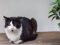 置き物みたいニャ