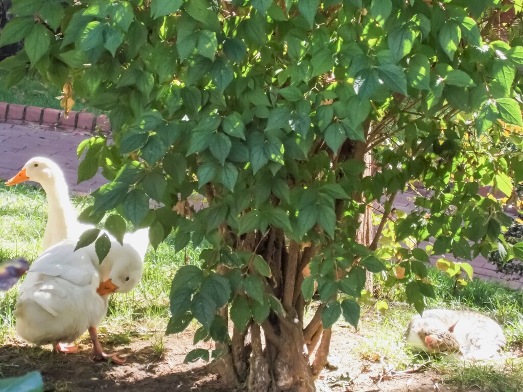 あひると子猫の信頼関係～♡☆