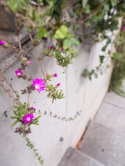 ひっそりと咲きました・・・