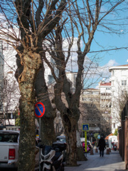 傷だらけ…でも若葉　準備中です…