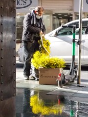 ジプシーの花売りの最初のミモザですって～❀