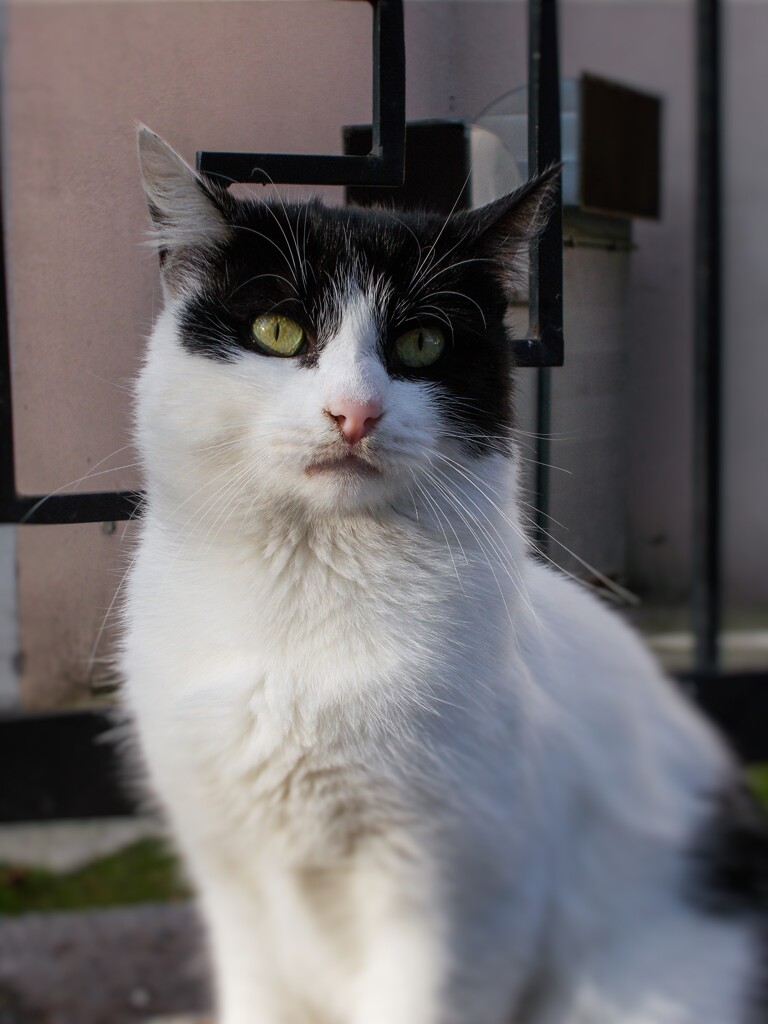 何てハンサムにゃ…