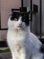 何てハンサムにゃ…