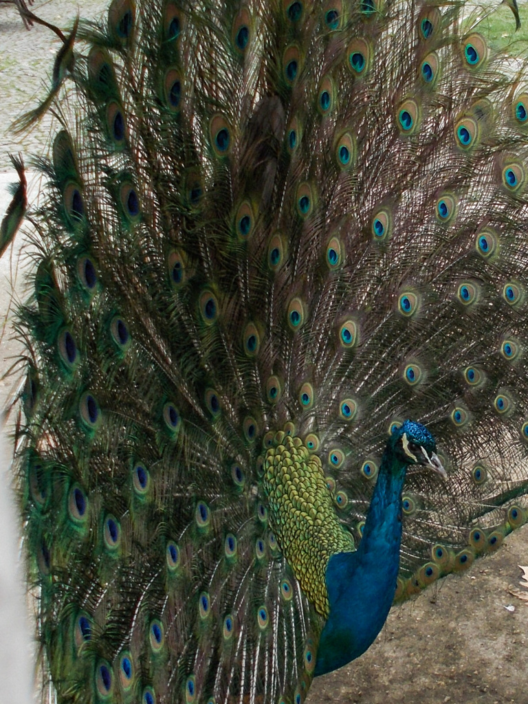 ihlamur 宮殿（旧スルタンの別荘）の孔雀～☆～