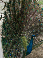 ihlamur 宮殿（旧スルタンの別荘）の孔雀～☆～