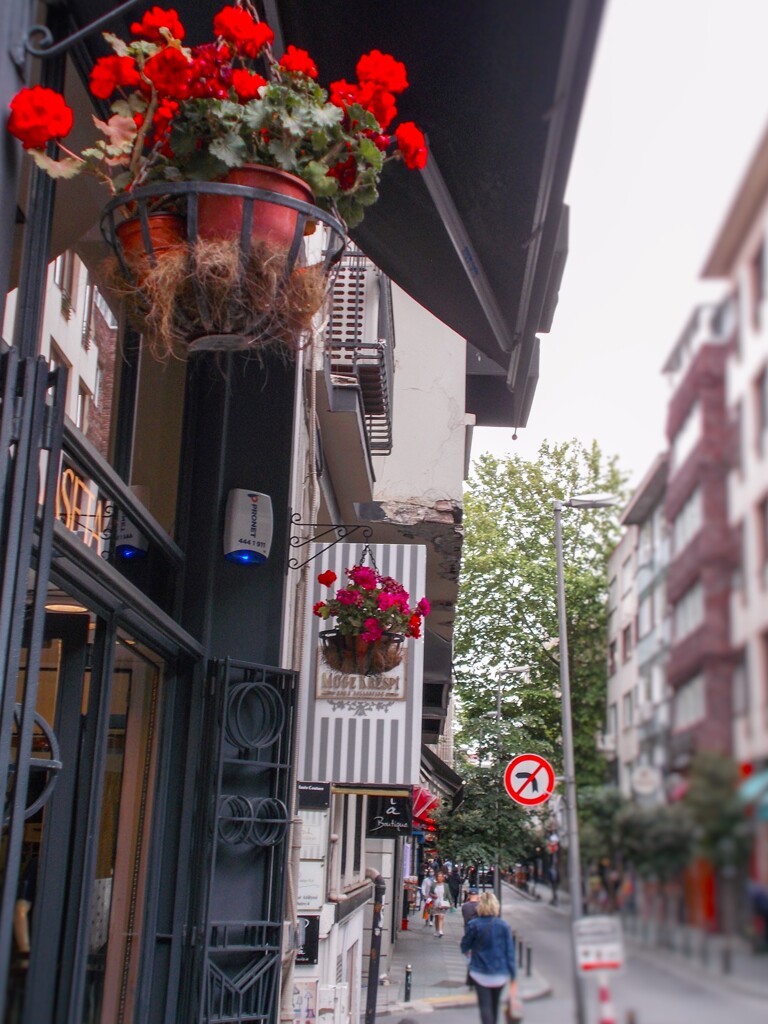 赤い花のある道・・・