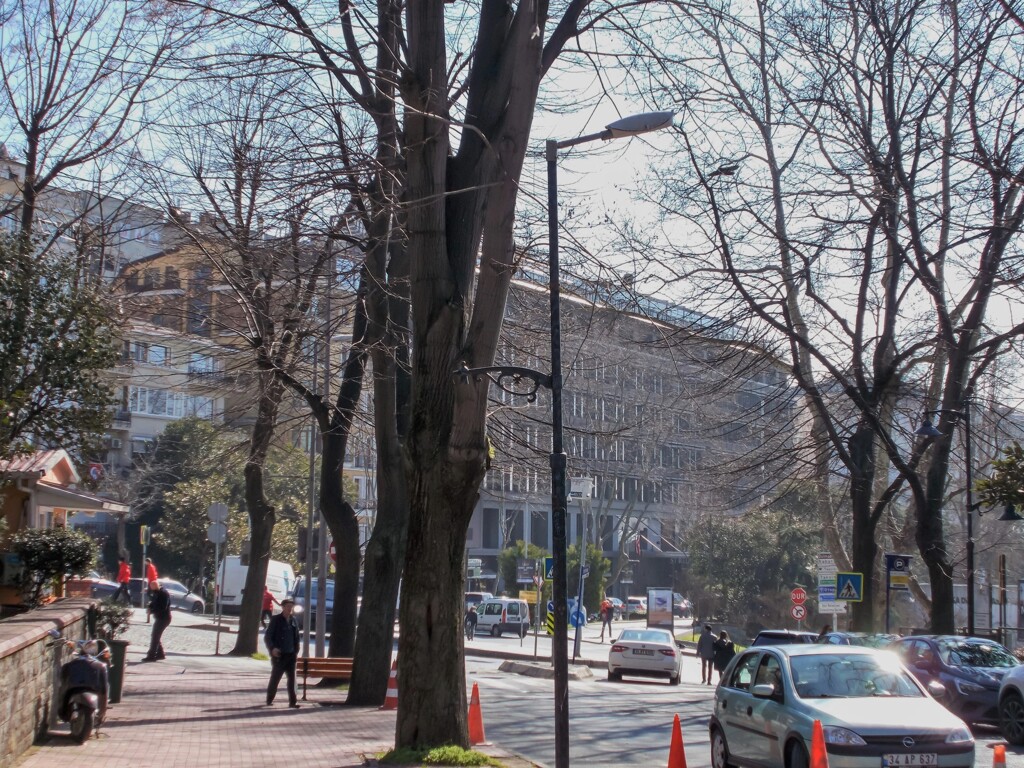 春を迎える樹々の伸び～