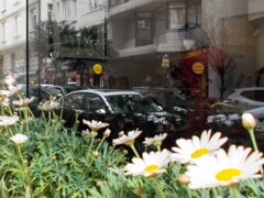 窓辺のマーガレット～❀