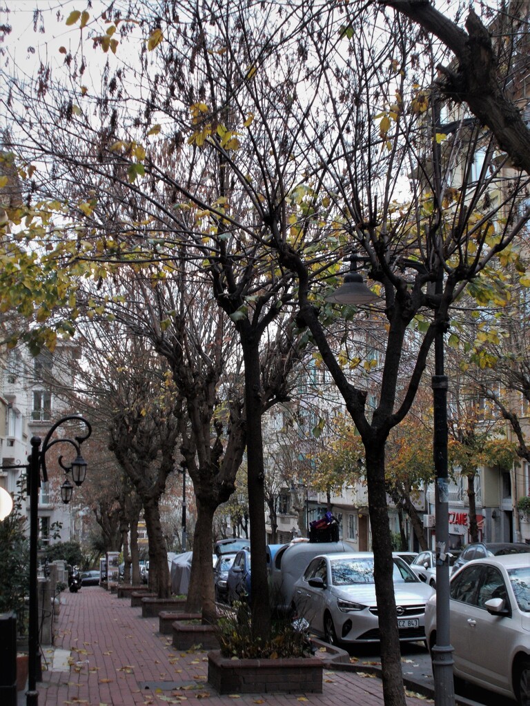 住宅街も冬木立～～⁂