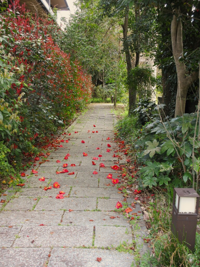 紅いつばきも散り逝く…