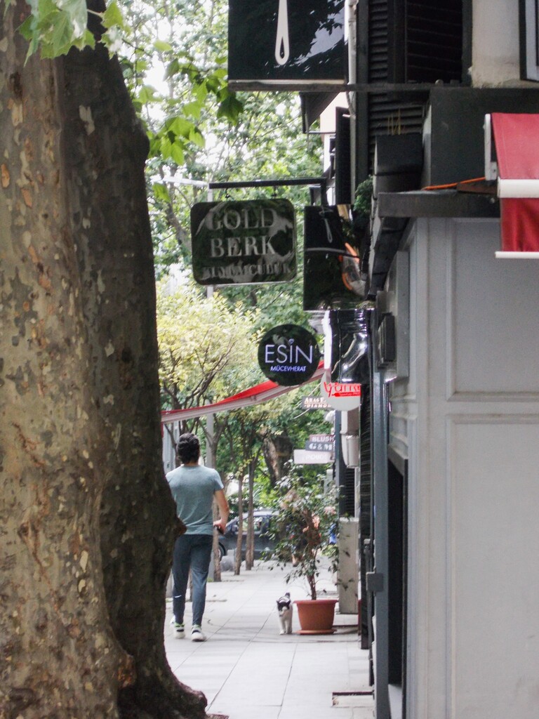 豆大福　テリトリー巡回中～～