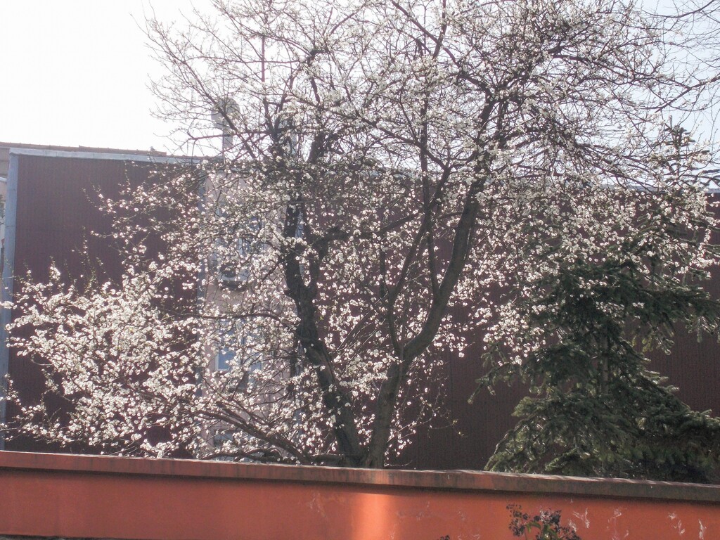 去年の早春の李の花～
