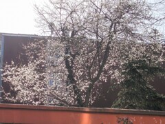 去年の早春の李の花～