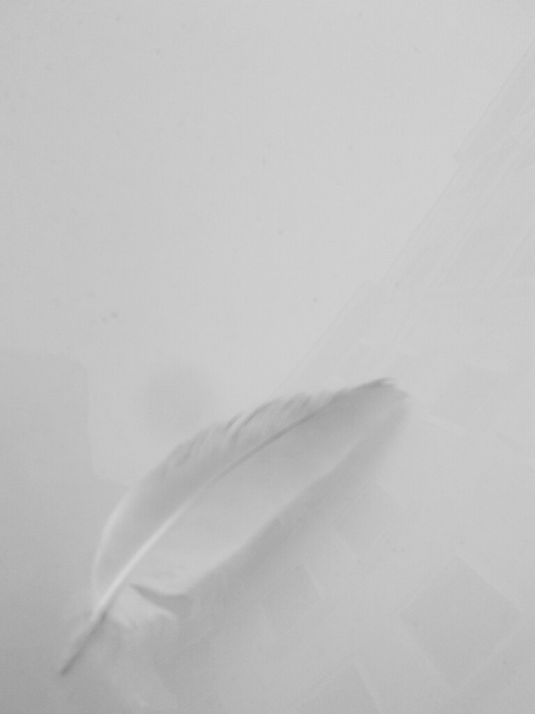 カモメの羽が落ちていた～　天からのサイン～