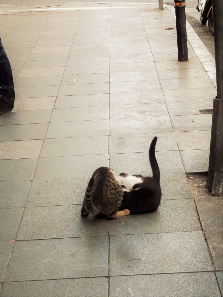 やんちゃ坊主達のレスリング＊＊＊