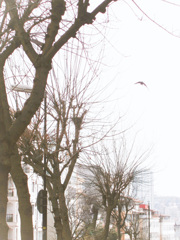 翔～～　空高く～～