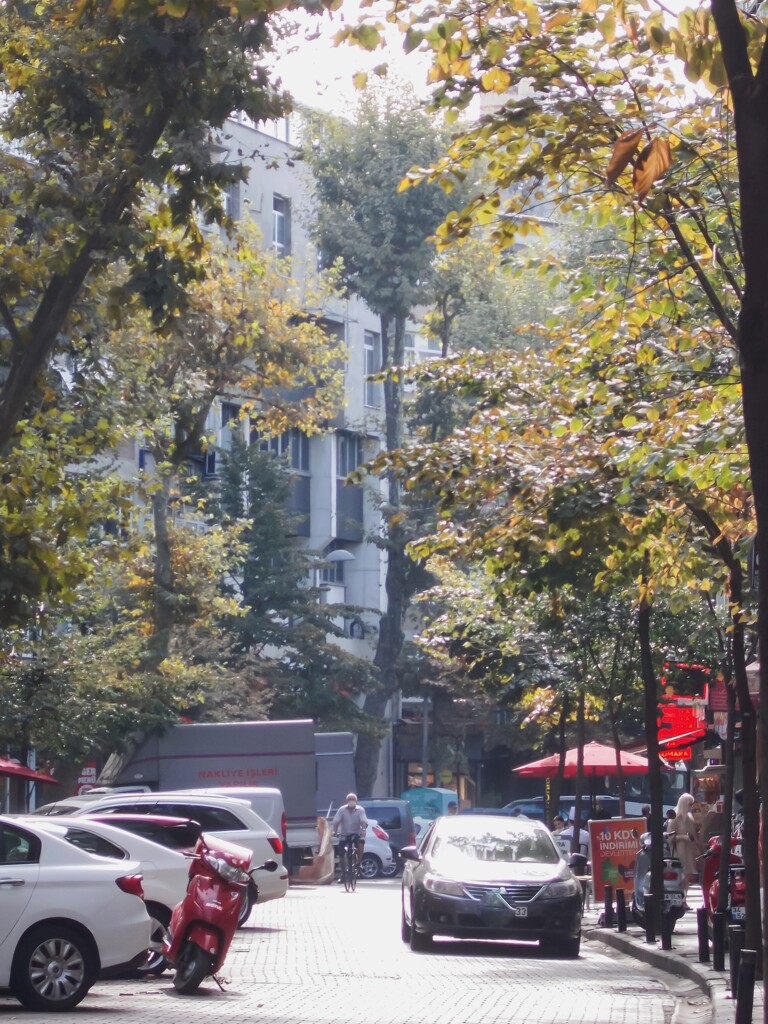 下町　朝の喧騒～　街路樹が色付きました～