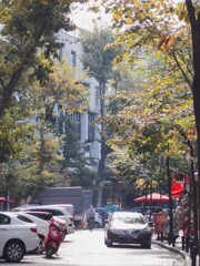 下町　朝の喧騒～　街路樹が色付きました～