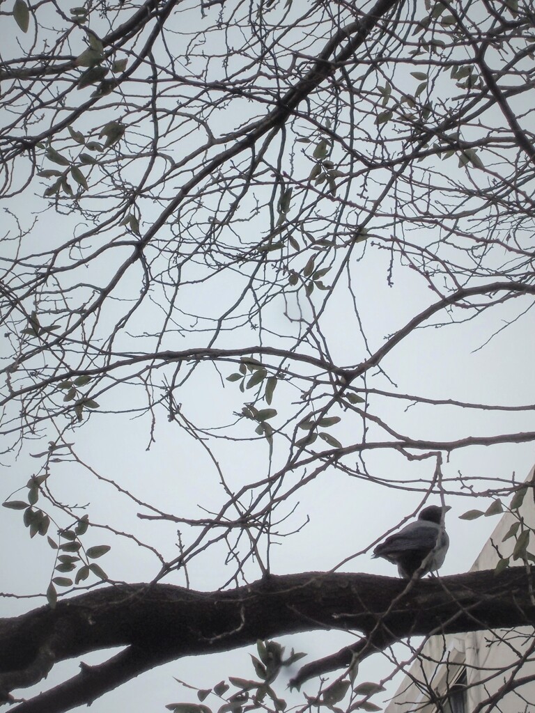 ～冬の旅ー15　カラス～♪～
