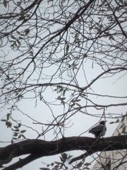 ～冬の旅ー15　カラス～♪～