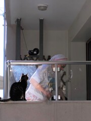 野良ちゃんピョーンと飛び乗ってテラスお掃除見学～