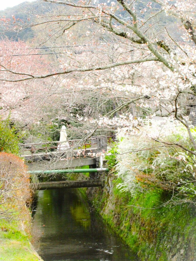 早朝の　哲学の道～