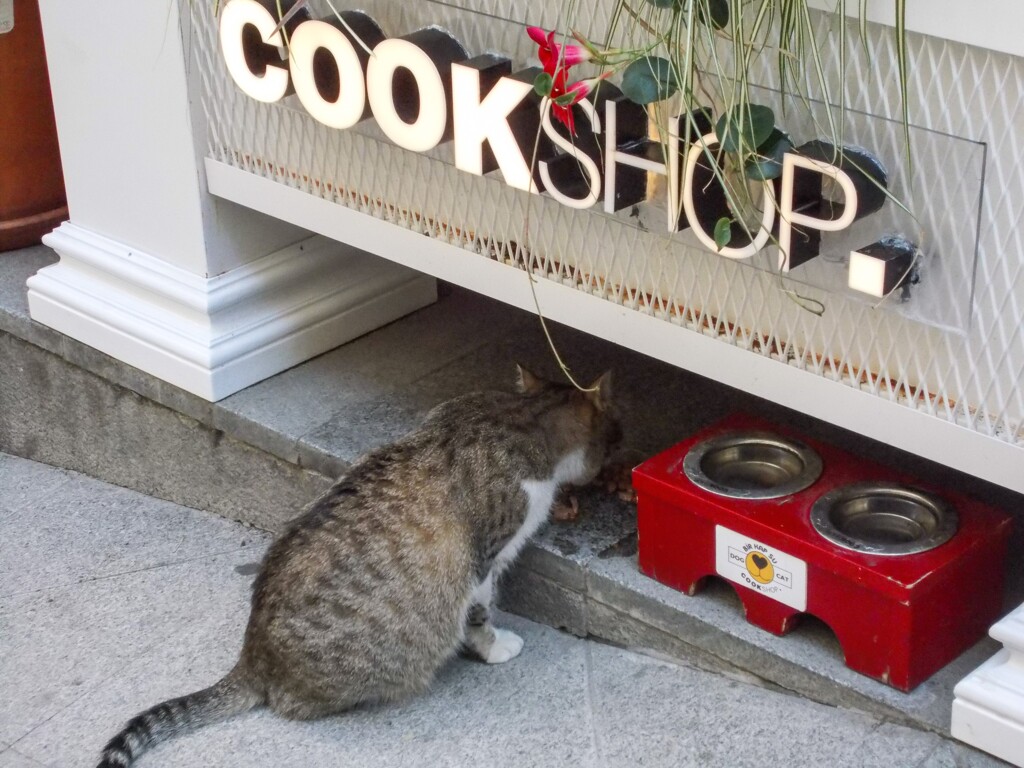 cookshop～人間は有料　野良ちゃん達は無料～♡