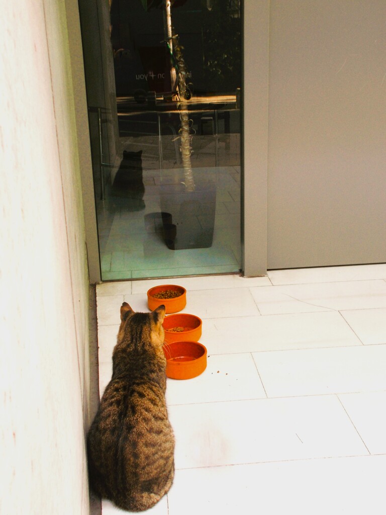 ジ～―…　かっこいいニャー～～☆★☆