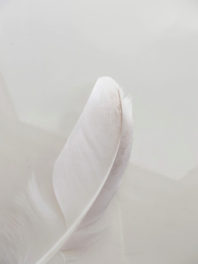 カモメの羽が落ちていた～