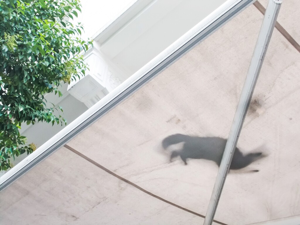 さっきから～カフェのオーニングテントの上のモゾモゾはニャンだ…？