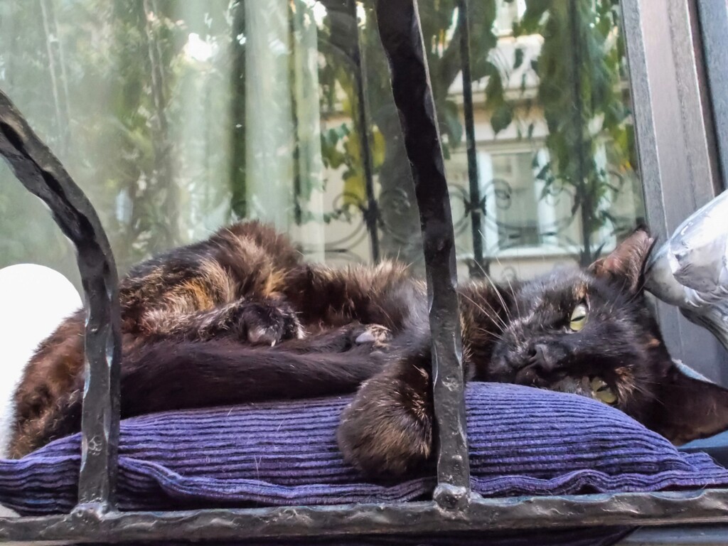 お家の方にクッションもらった野良ちゃん～♡