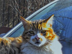 こう見えても　この辺一帯のボス！