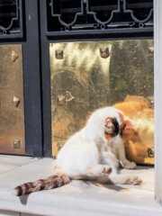 コックリ～z こっくり～zzzニャン