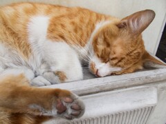 お休み～　野良ちゃんの硬いカサカサな肉球＊＊＊