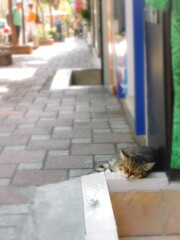 ひねもすのたり～うたた寝～zzz.。o○～