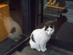 ビックリ三面鏡～ミヤォ～