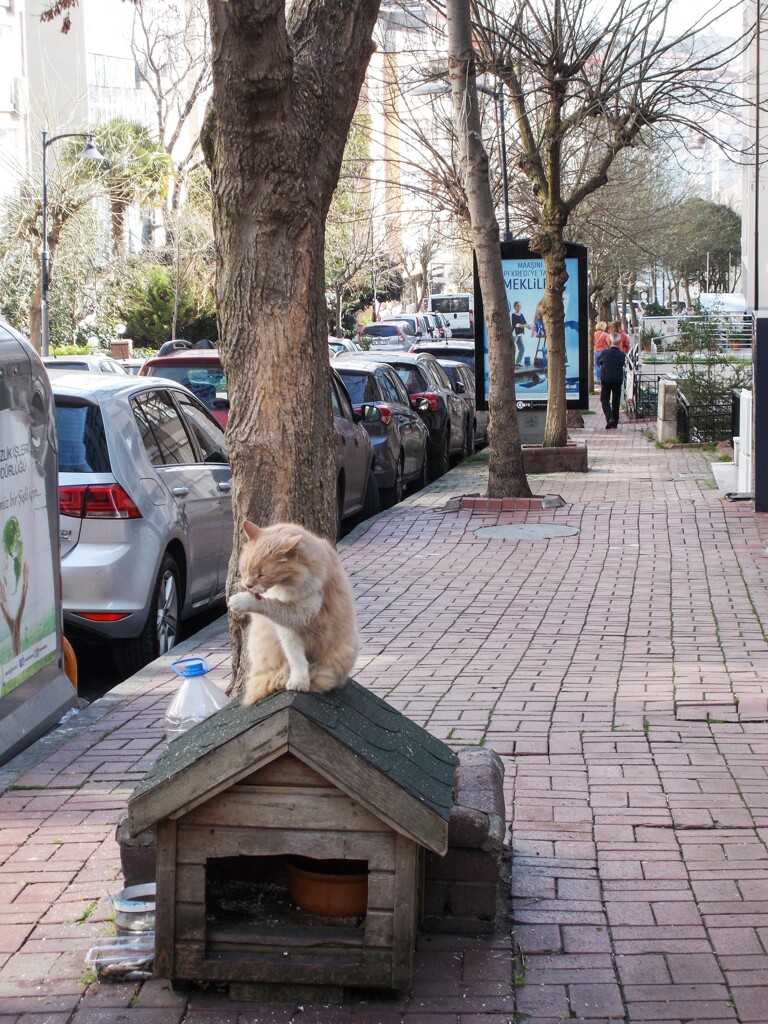 伊達ニャン　お出かけ前の毛づくろい～