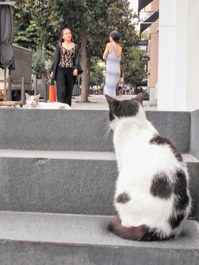 ニャンズの気持ち～～♡