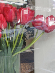 窓辺の紅いチュウリップ～