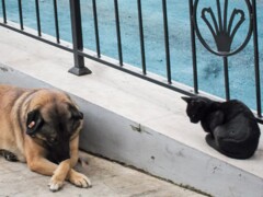 野良ちゃん同誌…”夜　寒かったね”　”これからずーともっと寒くなるよ”