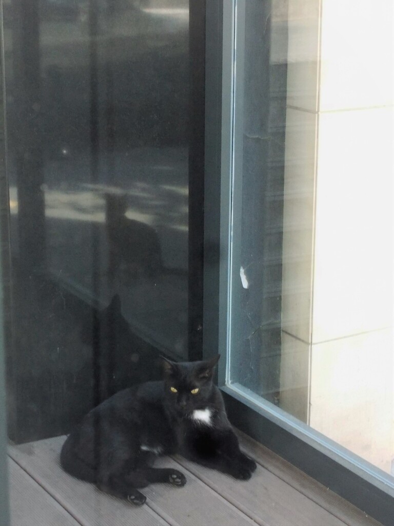 優雅な黒たん～～♡